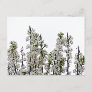 Carte Postale Bradford Pear Blossoms