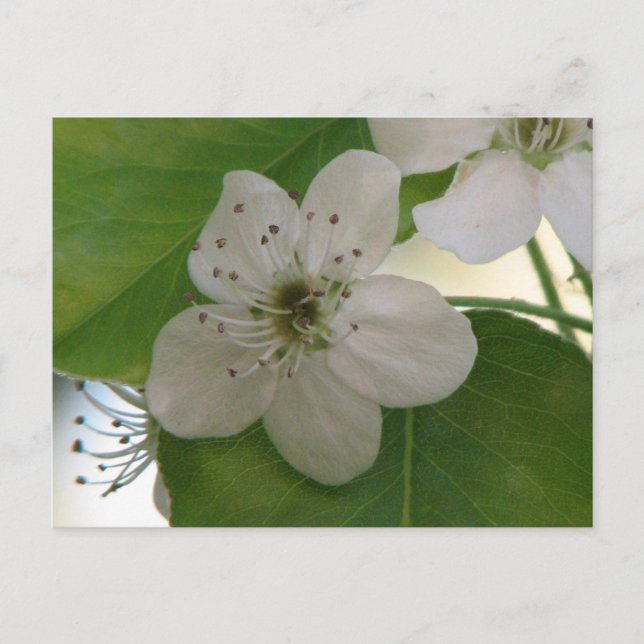 Carte Postale Bradford Pear Tree Bloom (Devant)