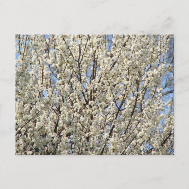 Carte Postale Bradford Pear Tree Blooms (Devant)