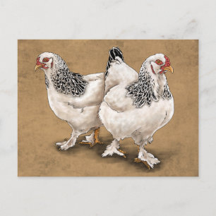 Carte postale Brahma Chicken Hens