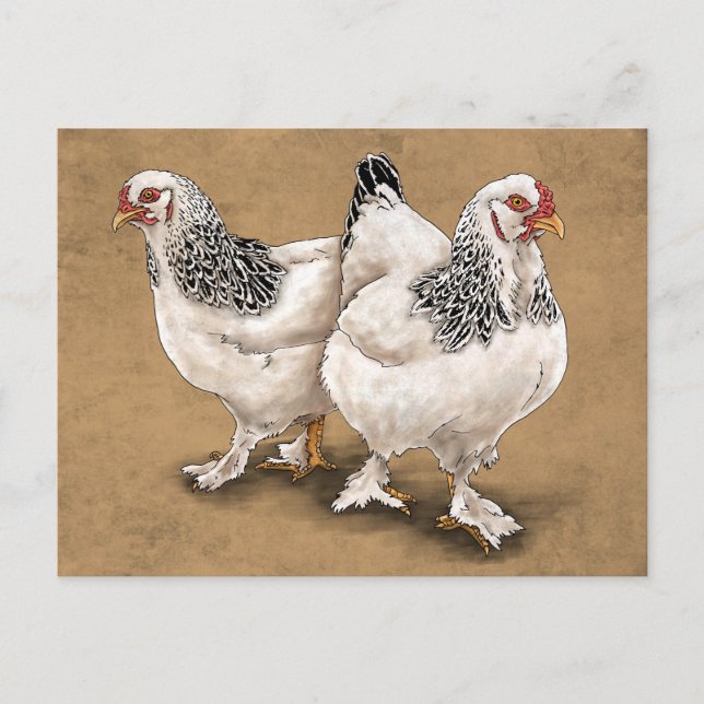 Carte postale Brahma Chicken Hens (Devant)