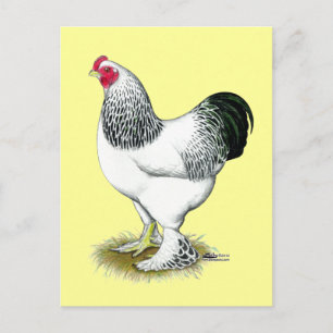 Carte Postale Brahma :  Rooster léger