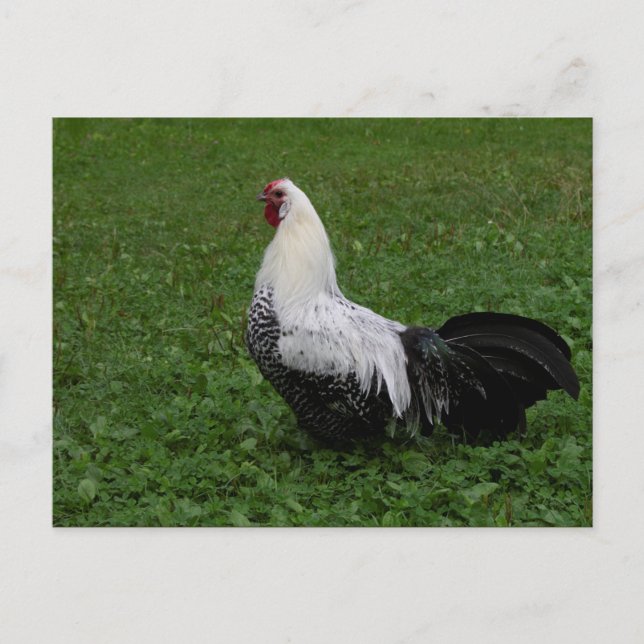 Carte Postale Brakel Hahn (Devant)