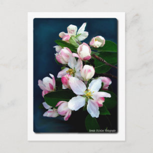Carte Postale Branch