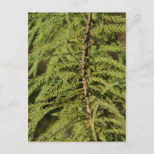 Carte Postale Branche Cypress Bald
