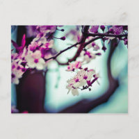 Branche de fleurs de cerisier