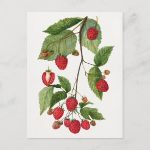 Carte Postale Branche de fruit de mûre peinture aquarelle