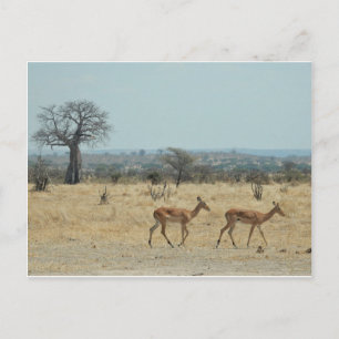Carte Postale Branche De L'Arbre Du Baobab Personnaliser Destiny