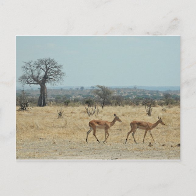 Carte Postale Branche De L'Arbre Du Baobab Personnaliser Destiny (Devant)