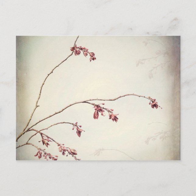 Carte Postale Branche de l'arbre du prune avec les boues de prin (Devant)