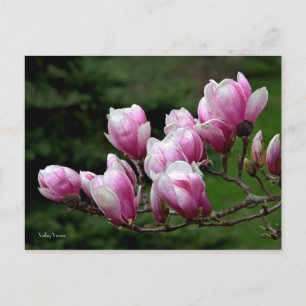 Carte Postale Branche de Magnolia