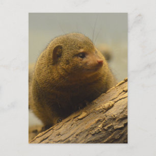 Carte Postale Branche de Mongoose a Tree