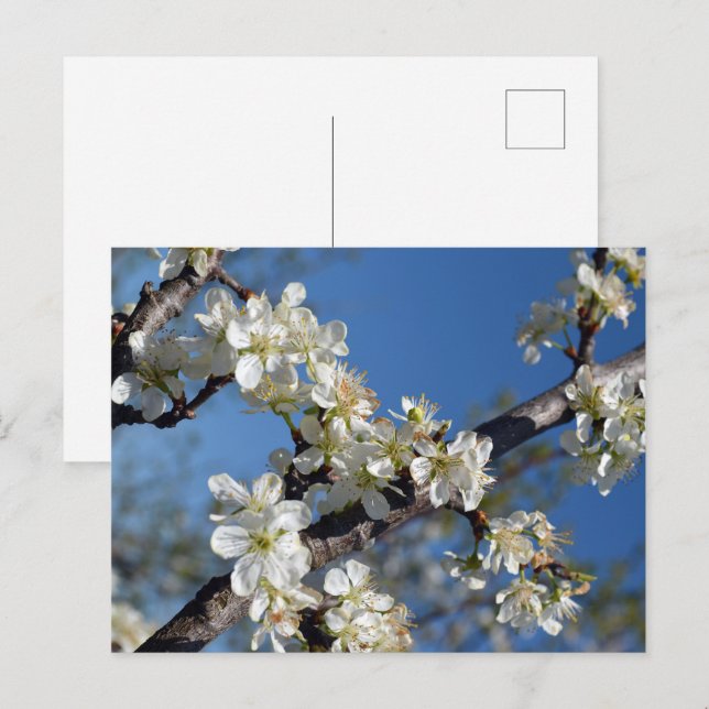Carte Postale Branche de prunier en fleurs blanche au printemps (Devant / Derrière)