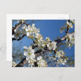 Carte Postale Branche de prunier en fleurs blanches au printemps