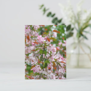 Carte Postale Branche délicate avec fleurs pommier