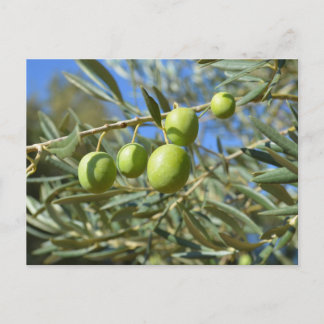 Carte Postale Branche d'olive