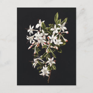 Carte Postale Branche vintage des Azalés blancs en fleur