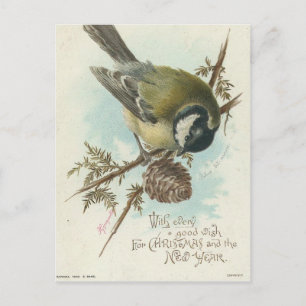 Carte Postale Branche vintage D'Oiseaux Et De Pins