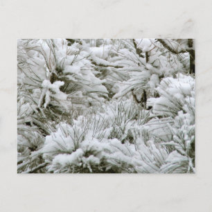 Carte Postale Branches couvertes de neige