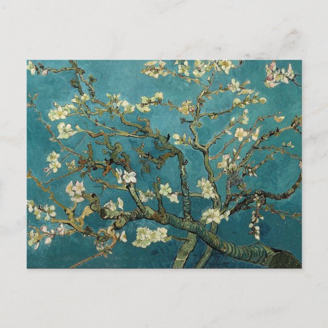 Carte Postale Branches d'amandes en fleurs (Devant)