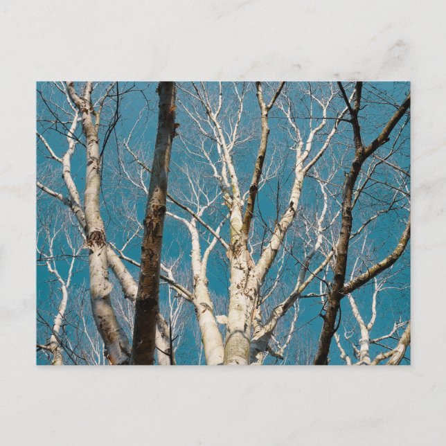 Carte Postale Branches de bouleau d'argent au soleil (Devant)