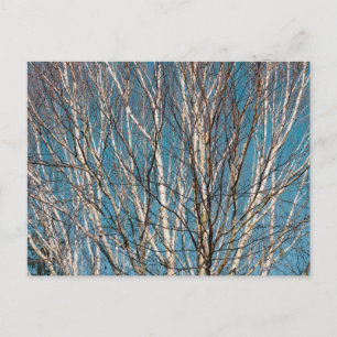 Carte Postale Branches de bouleau d'argent au soleil