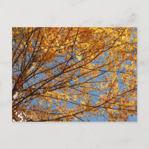 Carte Postale Branches de feuilles d'érable II Automne orange