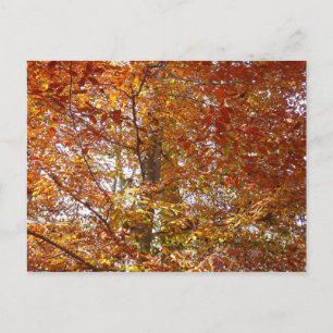 Carte Postale Branches de feuilles orange Nature automnale