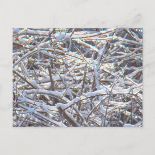 Carte Postale Branches de glace neige en hiver