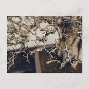 Carte Postale Branches de grenade bonsaï