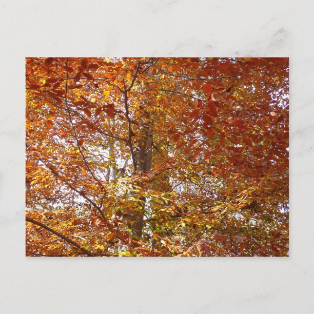 Carte Postale Branches de la nature d'automne Feuille orange (Devant)