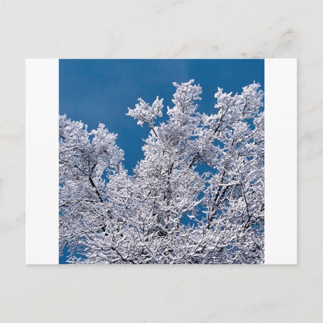 Carte Postale Branches de neige des arbres Minnesota (Devant)