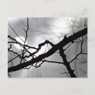 Carte Postale Branches déplaisantes de silhouette d'Halloween Mi