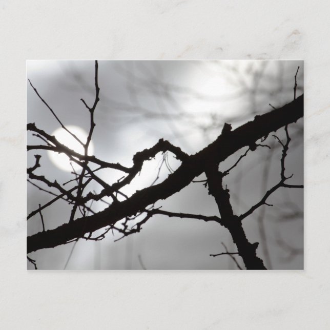 Carte Postale Branches déplaisantes de silhouette d'Halloween Mi (Devant)