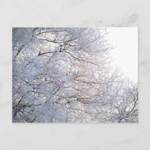 Carte Postale Branches enneigées et givrées par un matin d'hiver