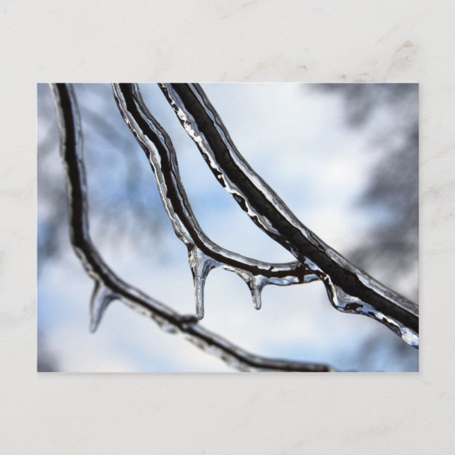 Carte postale Branches Icy (Devant)