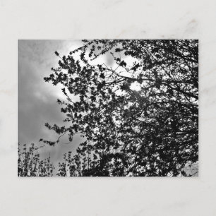 Carte Postale Branches sauvages