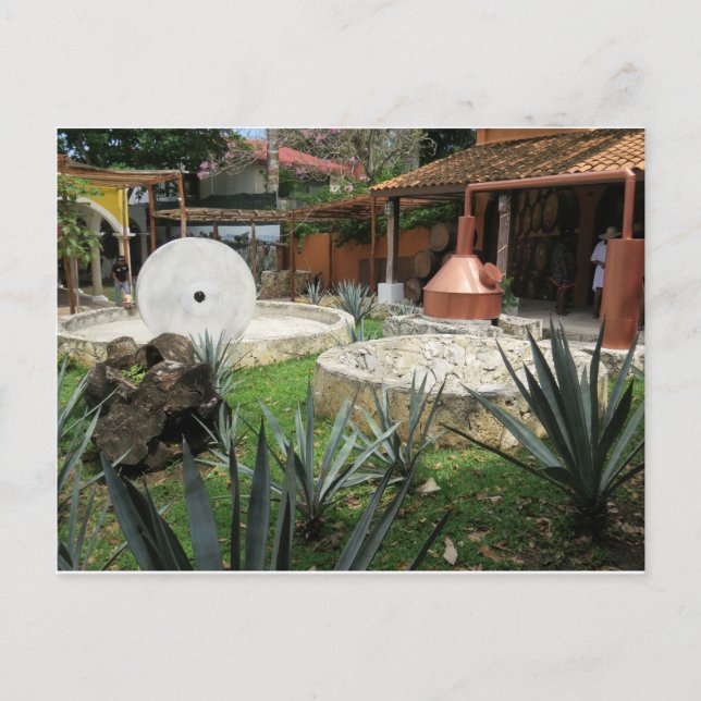 Carte Postale Brasserie Tequila à Cozumel (Devant)