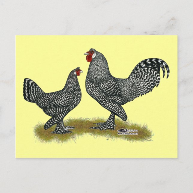 Carte Postale Breda Chickens Cuckoo (Devant)