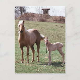 Carte Postale Bree et Jac