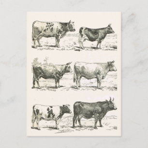 Carte Postale Breeds de bovins, France, Différentes races