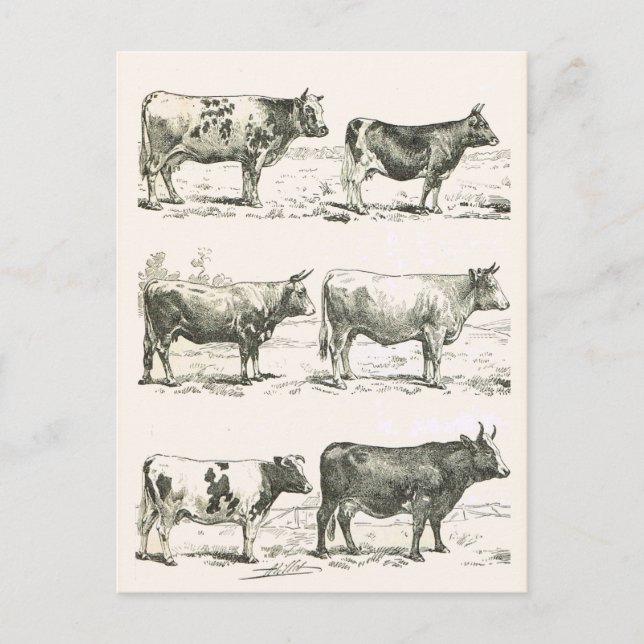 Carte Postale Breeds de bovins, France, Différentes races (Devant)