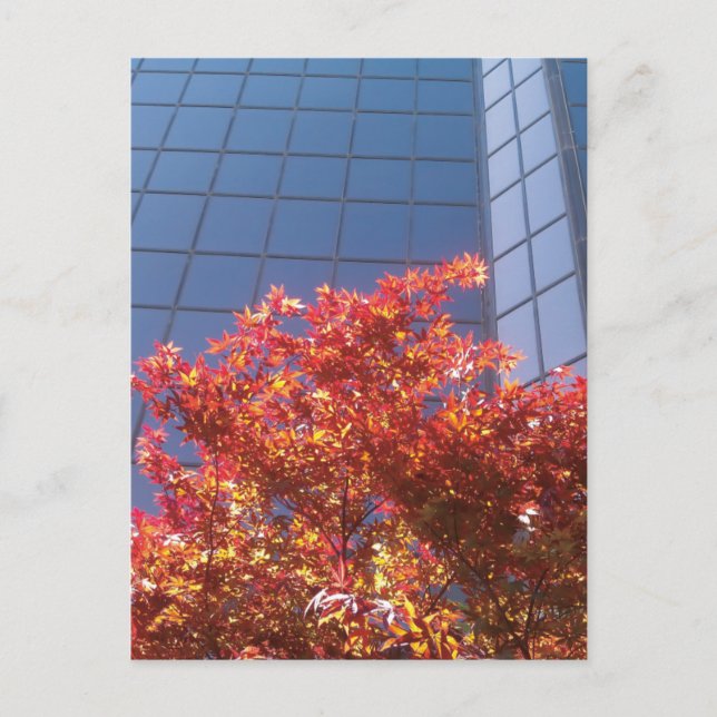 Carte Postale Brentwood Trees et verre (Devant)