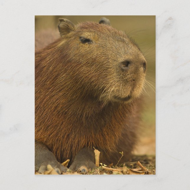 Carte Postale Brésil, Pantanal, Matto Grosso. Capybara (Devant)
