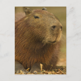 Carte Postale Brésil, Pantanal, Matto Grosso. Capybara