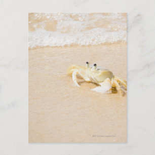 Carte Postale Brésil, Rio de Janeiro, Buzios, Crabe sur