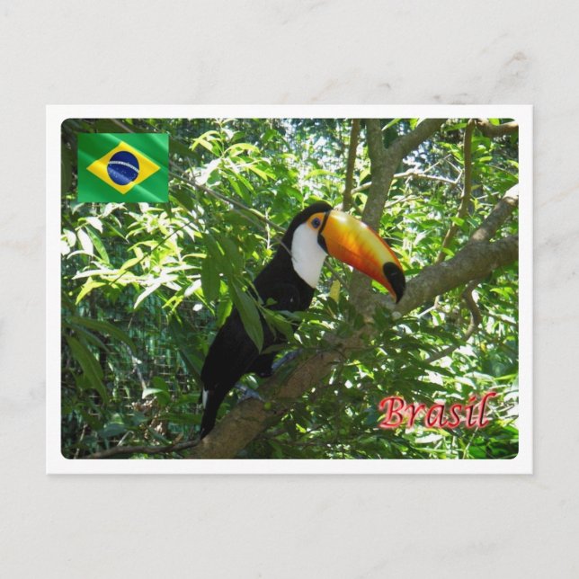 Carte Postale Brésil - Toco Toucan - (Devant)