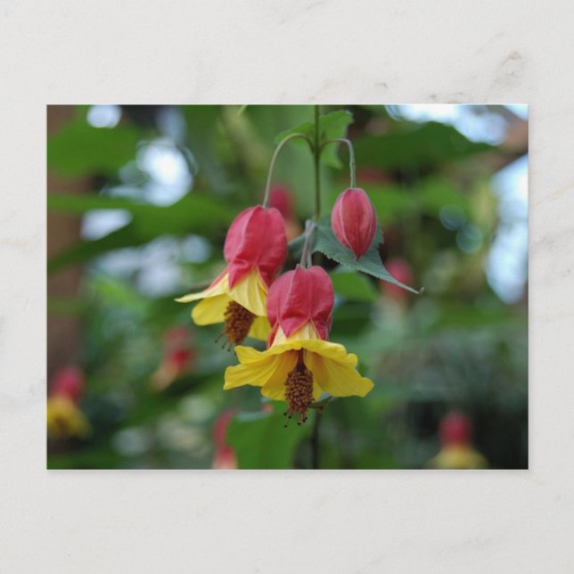 Carte postale brésilienne Bell-Flower (Devant)
