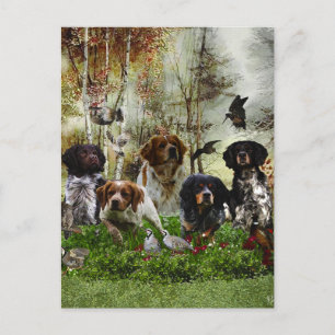 Carte Postale Bretagne Espagnols, chasse aux oiseaux