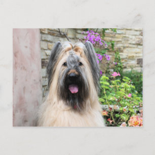 Carte Postale Briard Dog dans une Tiara "Queen Bee"
